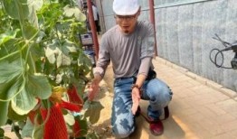 网红图片吃瓜视频,揭秘娱乐圈幕后真相